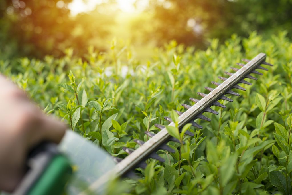 Shrub trimming. 