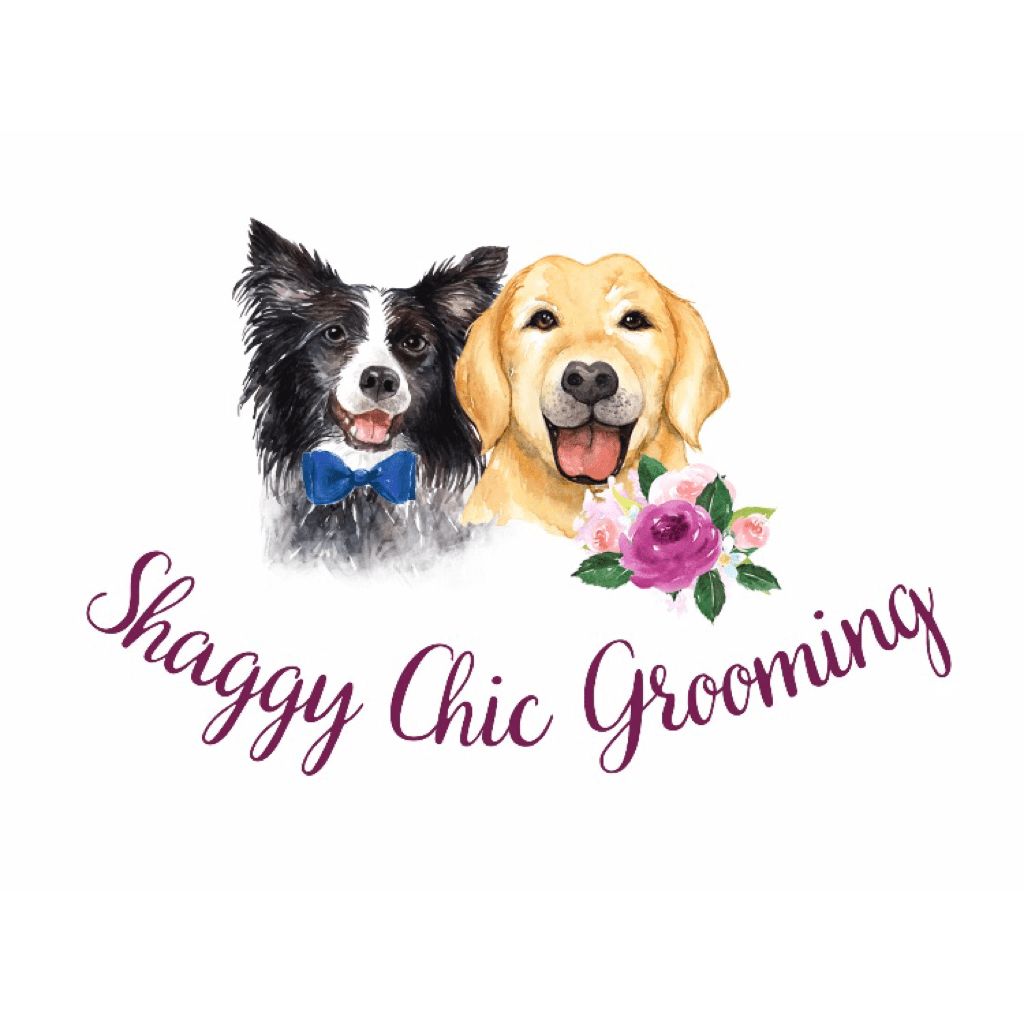 shaggy chic dog grooming