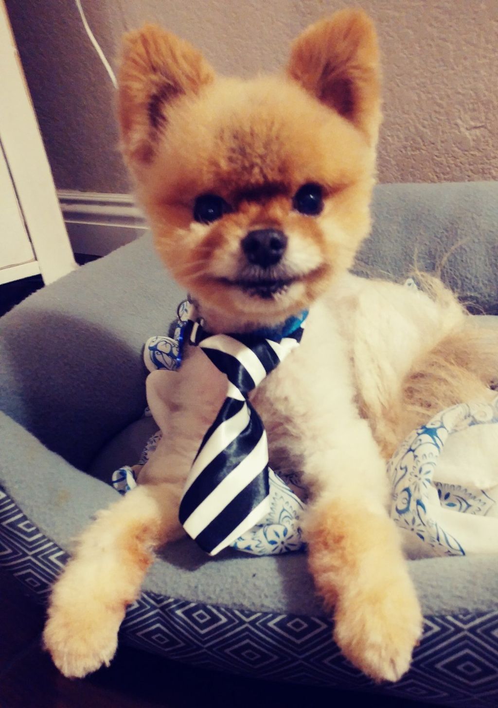 I loved the grooming my little pomeranian got.  Sh