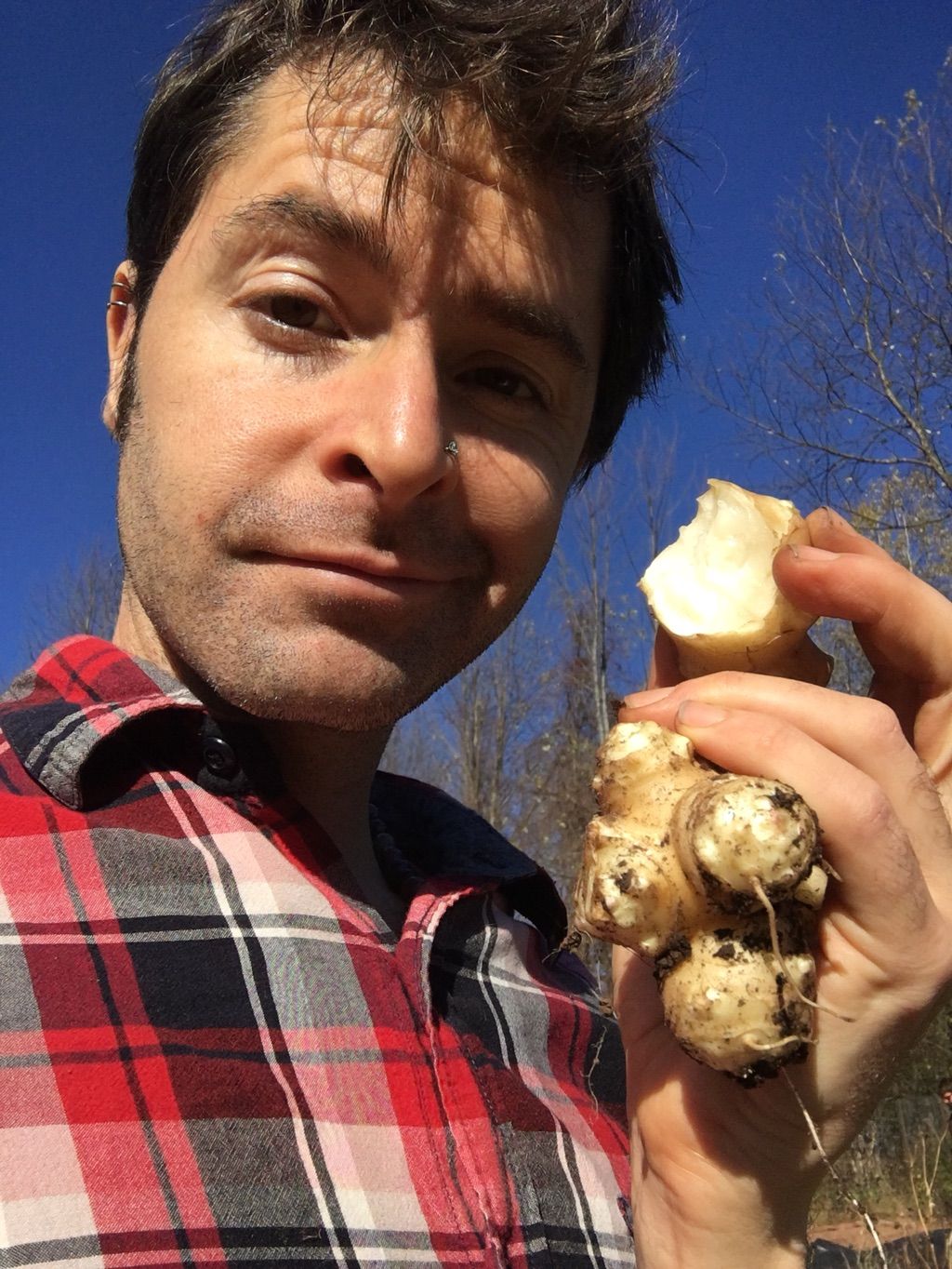 Pulled these sunchokes out of the ground.  One of 