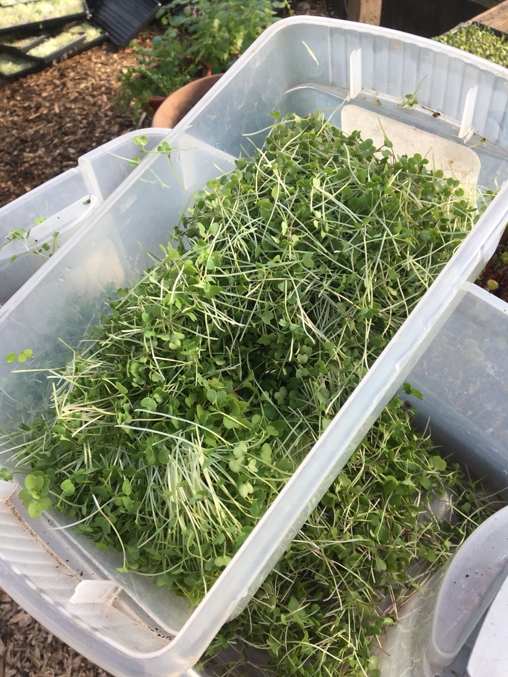 Microgreens!