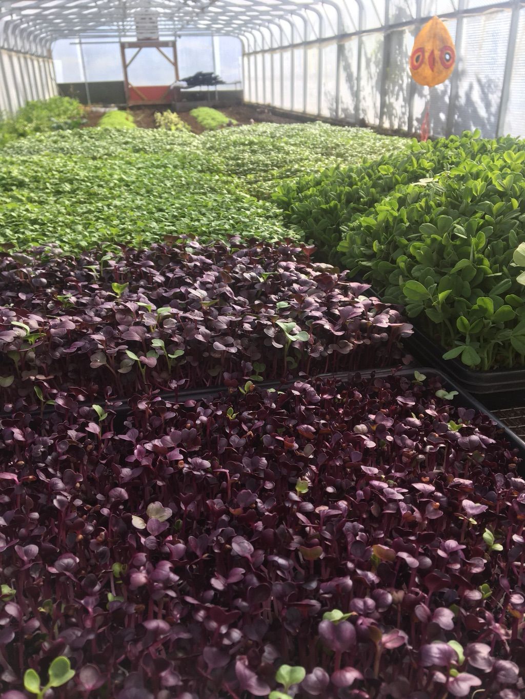Greenhouse growing microgreens