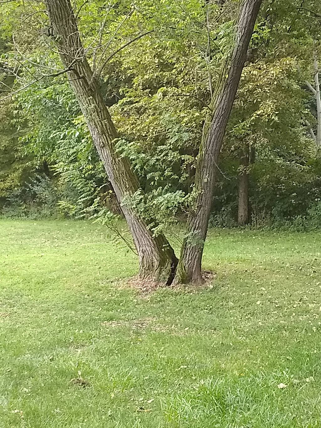 Controlled felling of trees, that's the key.
