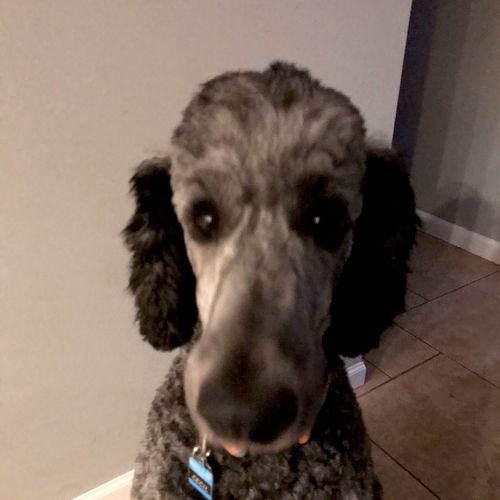My name is Cecil-I am a standard poodle.  My peopl