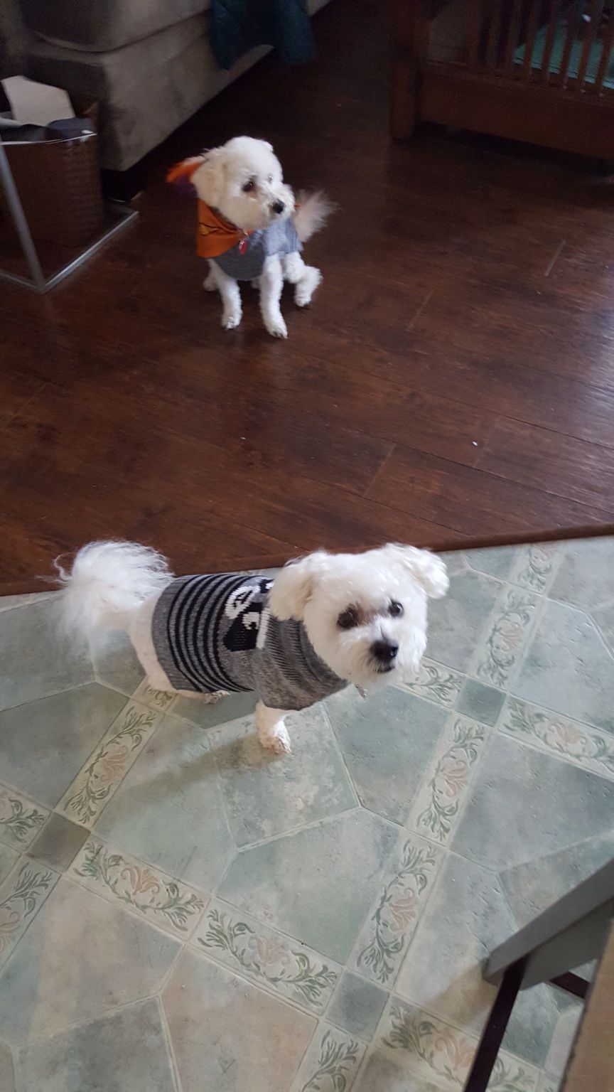 Customer photos