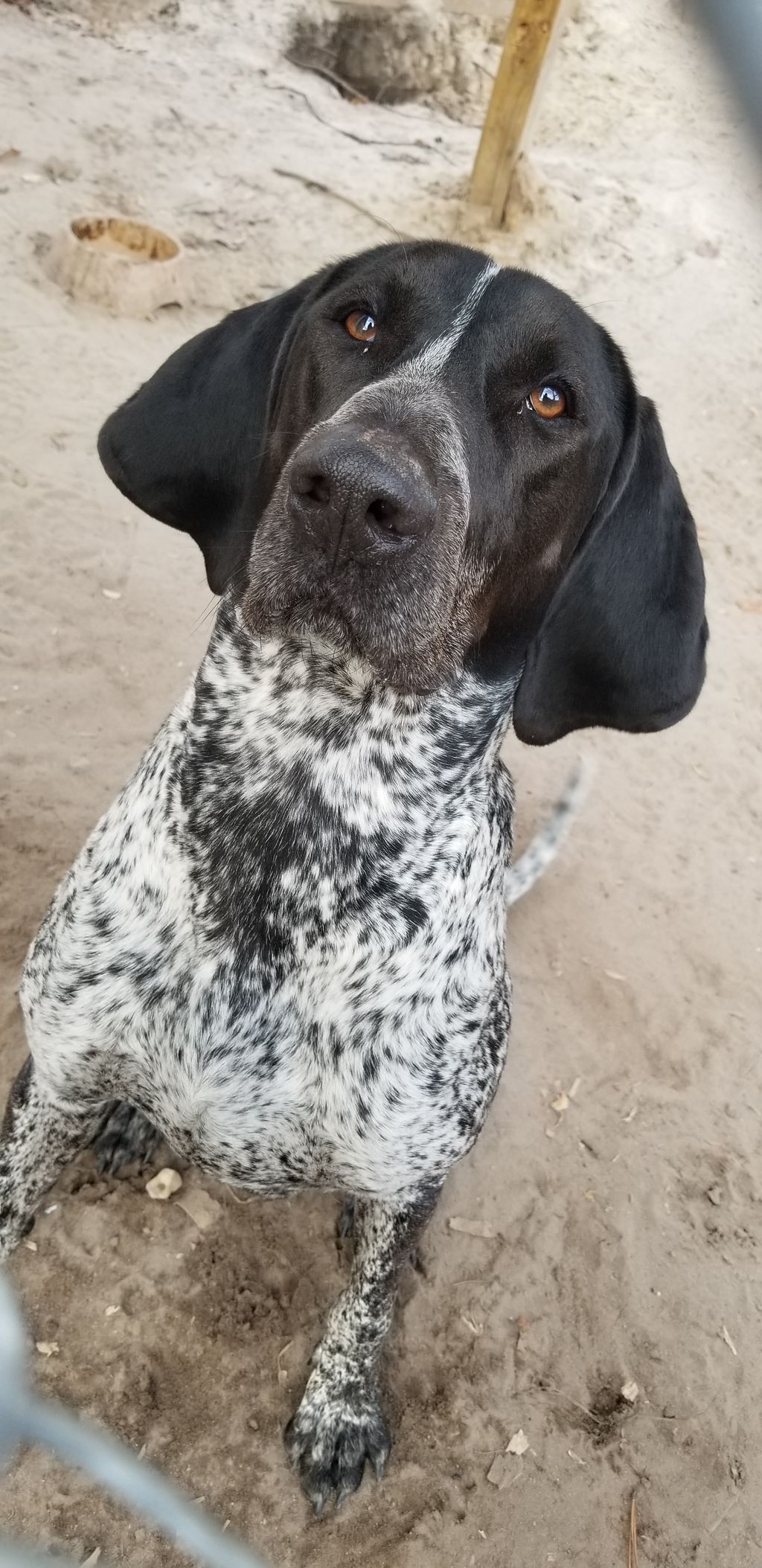 Training provides the mental stimulation necessary