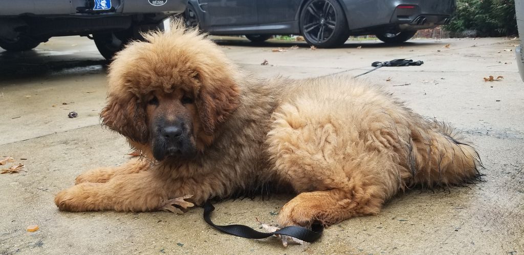 It is never too early to begin training. This 3 mo