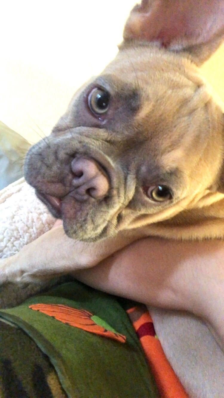Little Charlie loves being cuddled and held like a