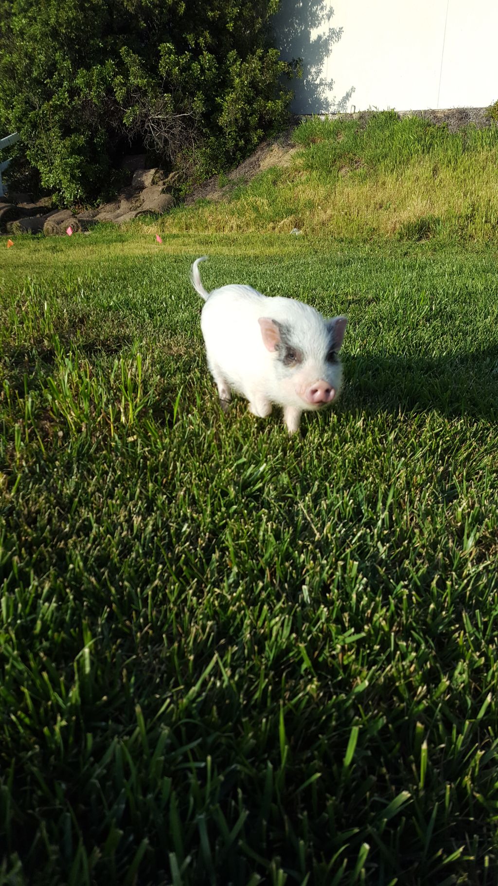 Piglet so very cute and friendly  