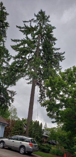 Tree Trimming and Removal