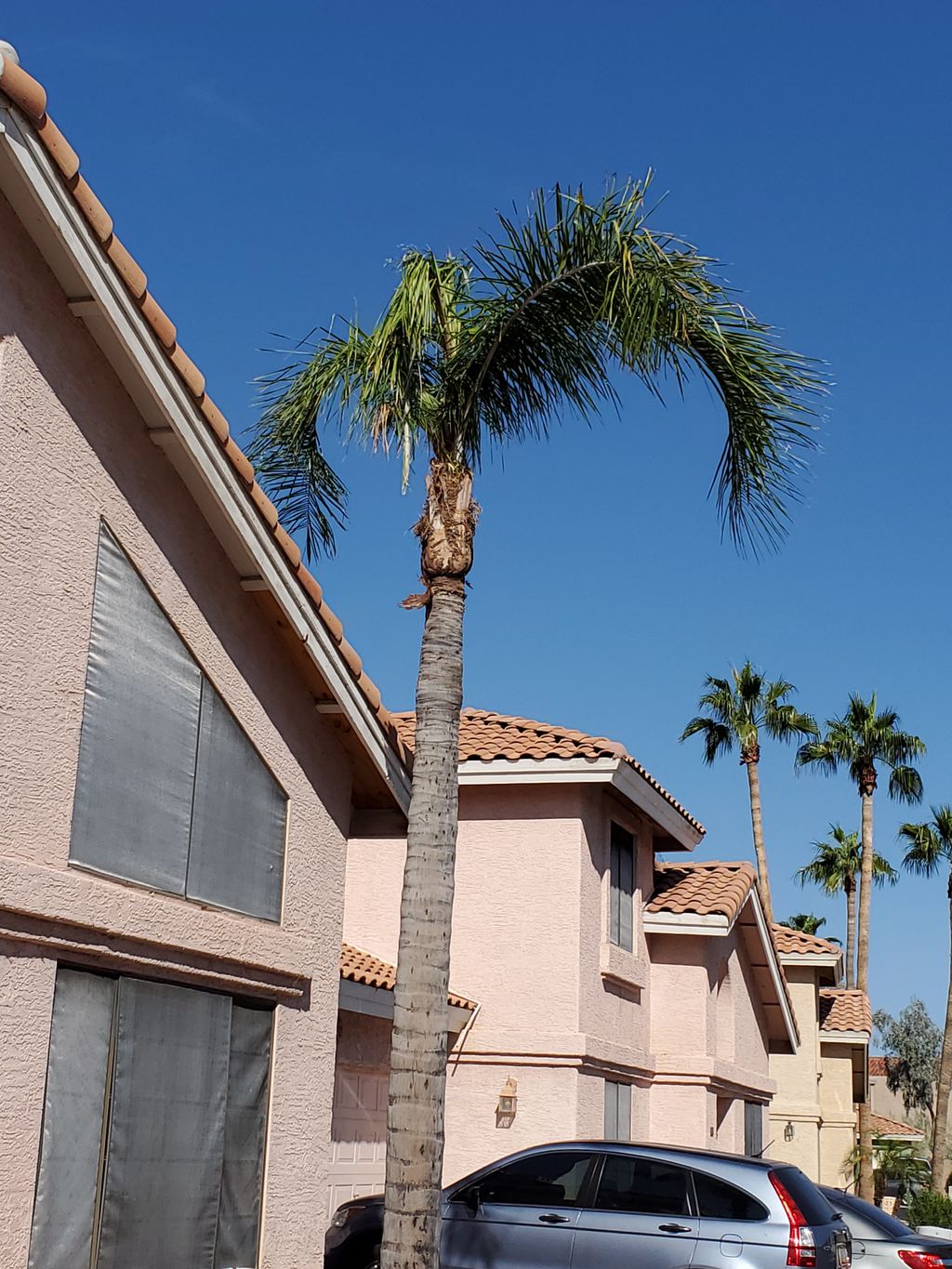 Palm Tree Trimming 
