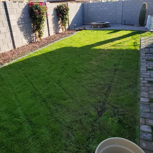 Over seeded Lawn