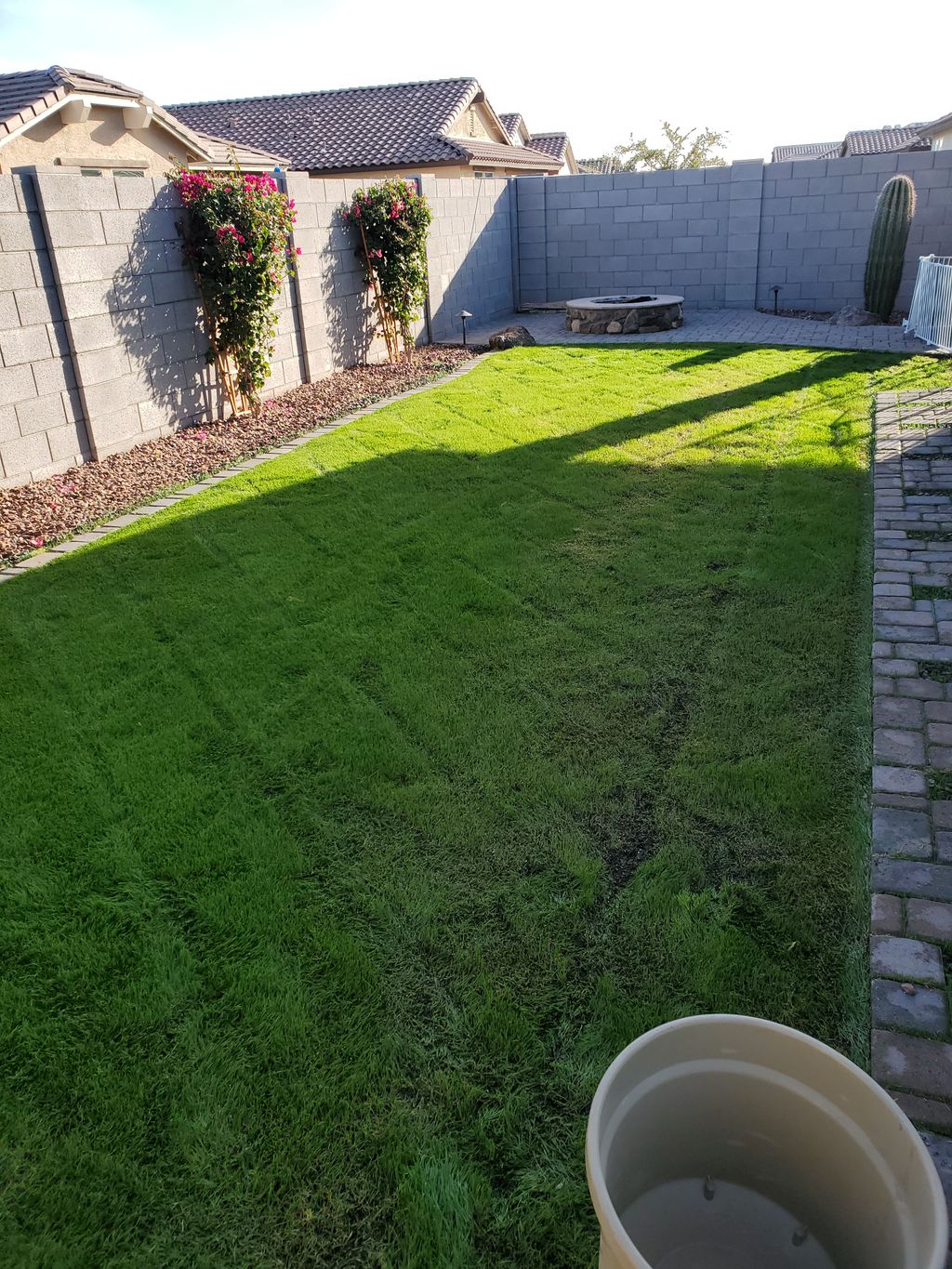 Over seeded Lawn