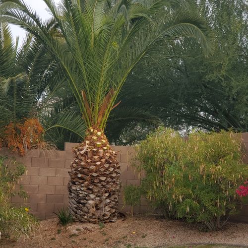 Palm Tree Trimming 