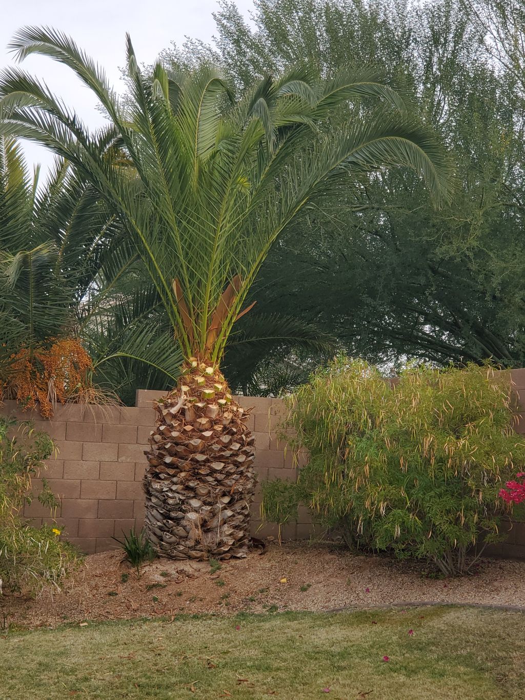 Palm Tree Trimming 