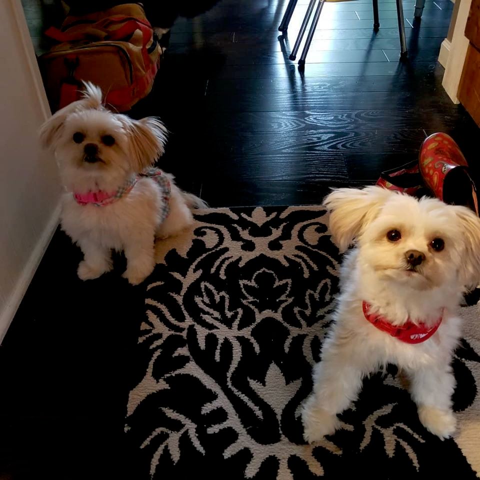 Gypsy and Echo