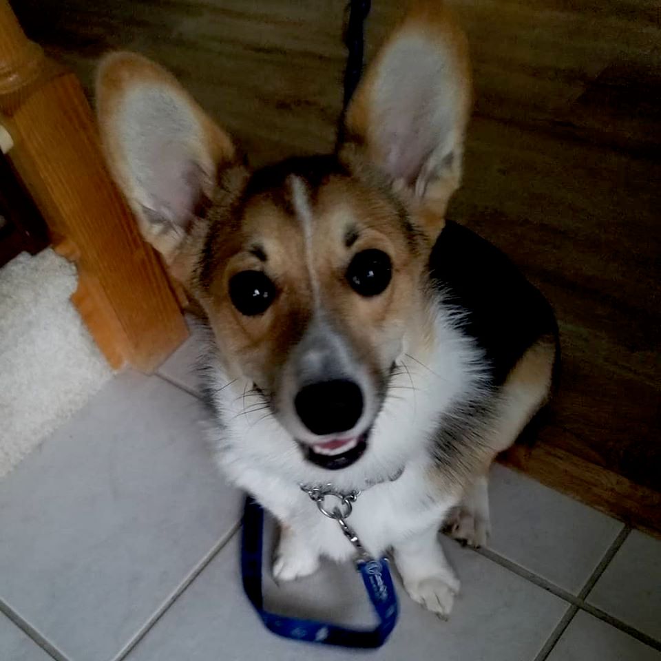 Pippa