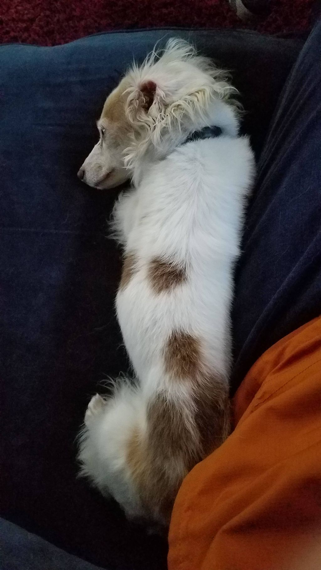Peanut snuggles