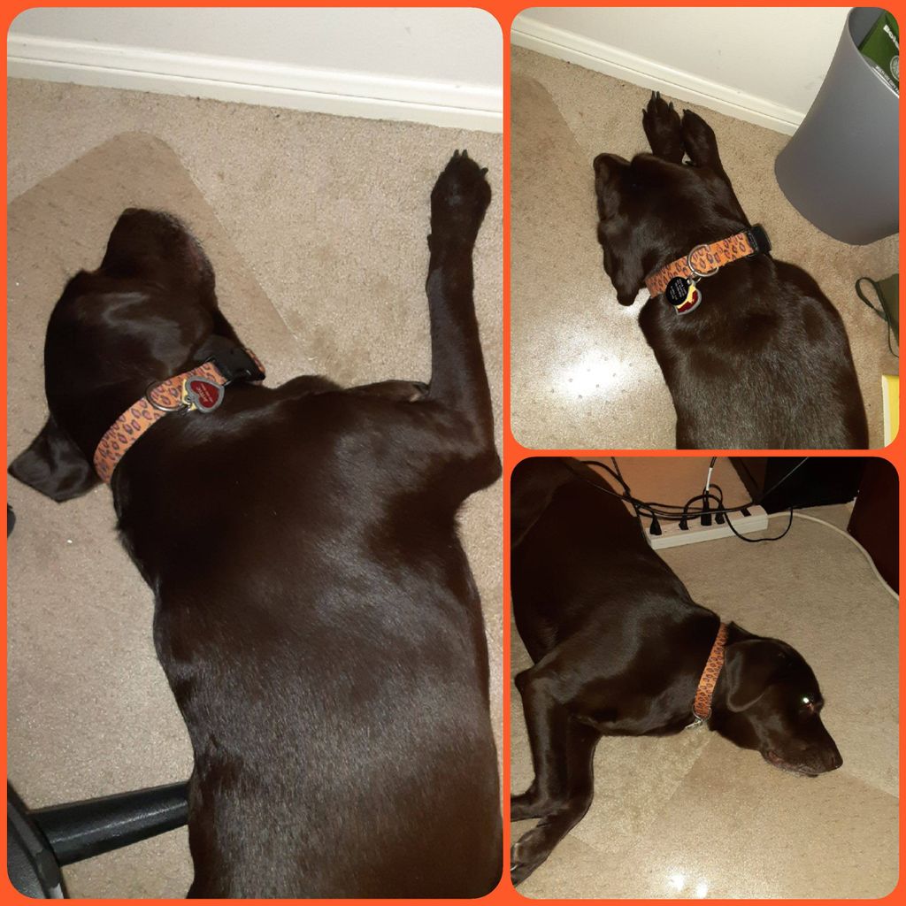 My mascot, Sadie, always helping & changing positi