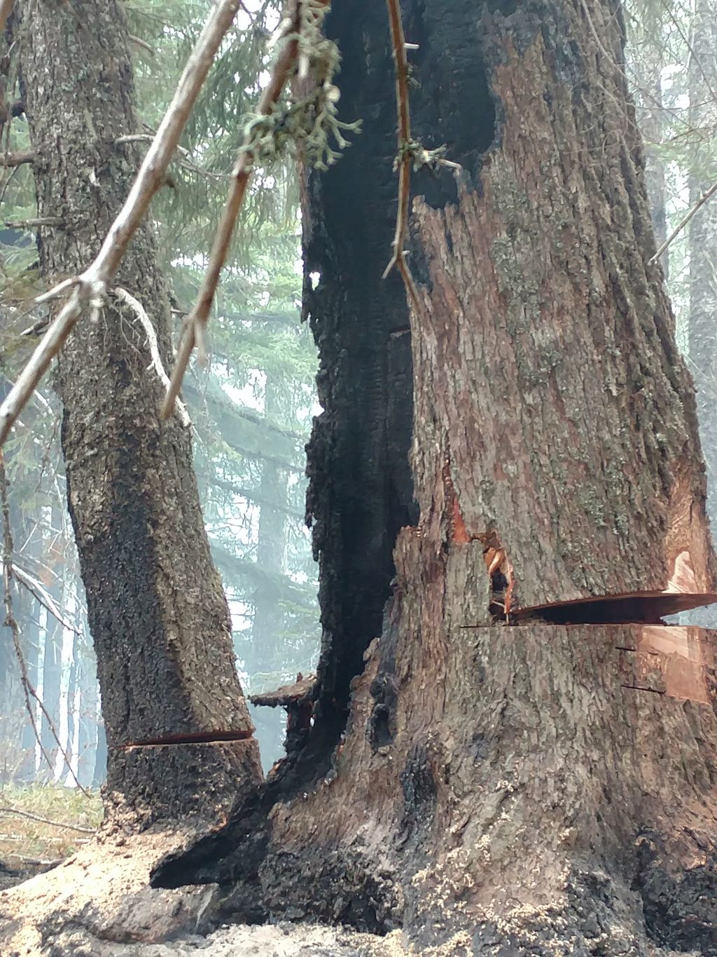 Old growth doug fir on klondike fire