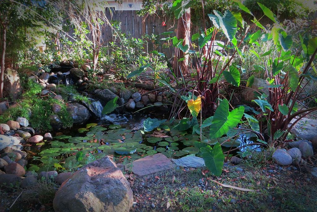 Garden Pond
