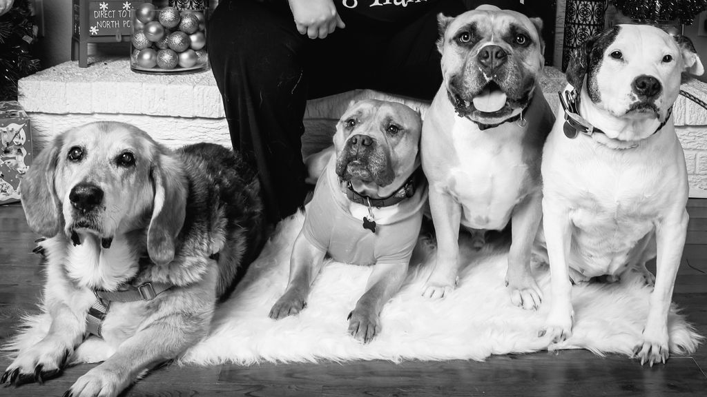 My four-legged team!