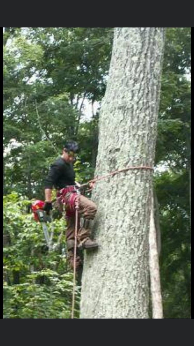 RENE TREE SERVICE LLC.