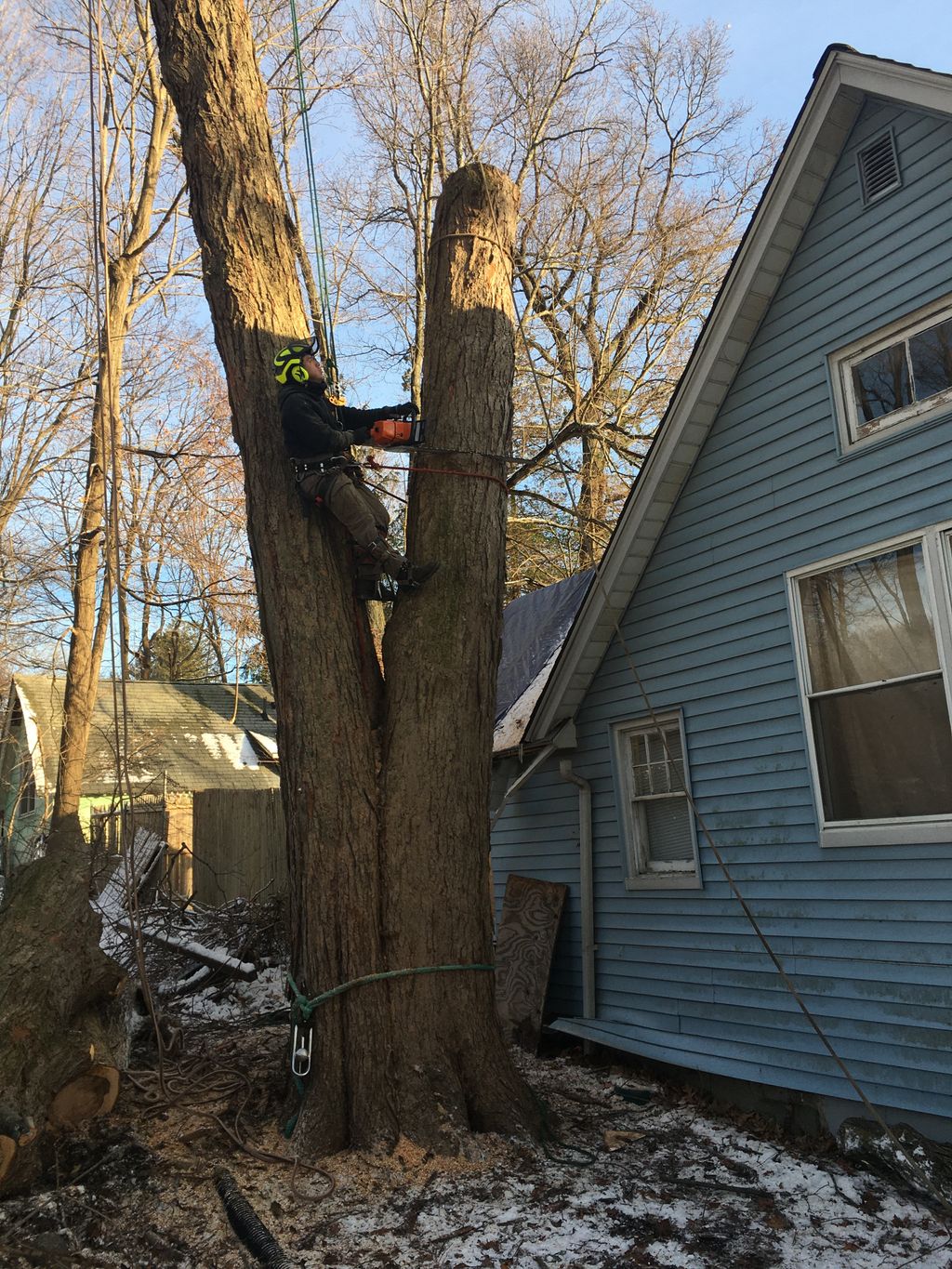 Tree Trimming and Removal