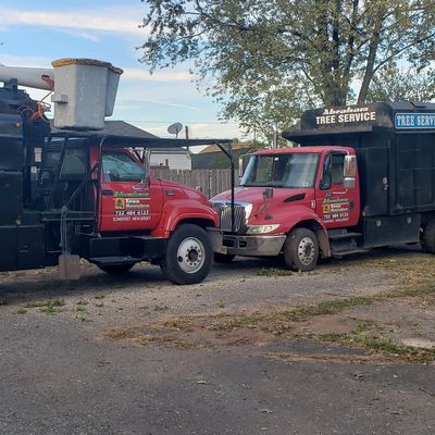 Tree Maintenance Removal Tree Service Yard Project Land Clearing