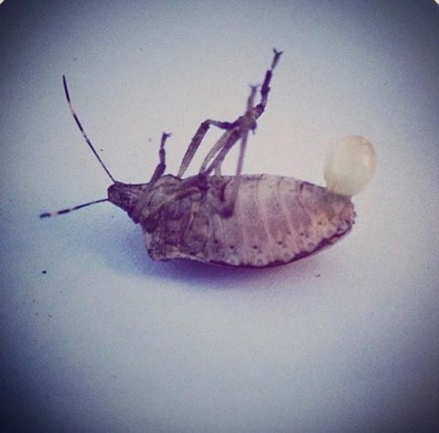 A Bell Pest Services Cherry Hill Nj