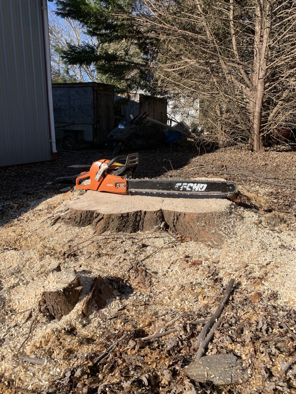Silver Maple removal between a garage and a fence