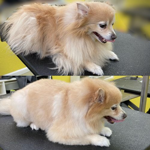 San Diego InHome Pet Grooming San Diego, CA Thumbtack