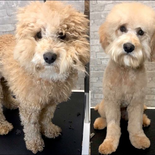 San Diego InHome Pet Grooming San Diego, CA Thumbtack