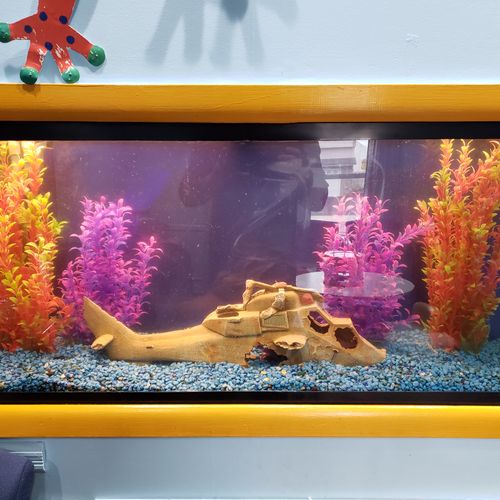 Anchor Aquarium Maintenance Services