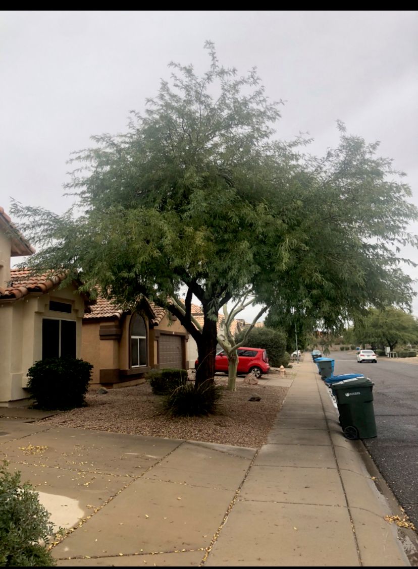 Shrub Trimming and Removal