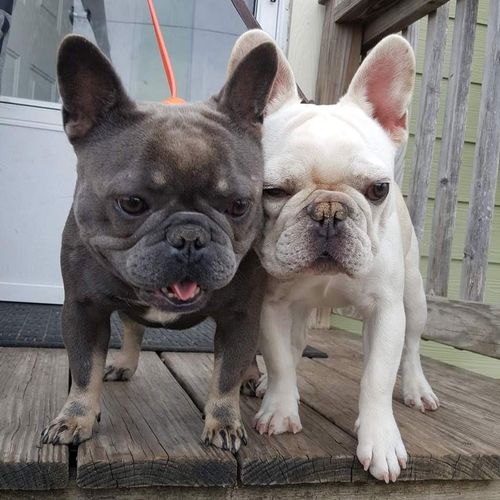 Dillon & Hemi, a pair of french bulldog Bones &  B