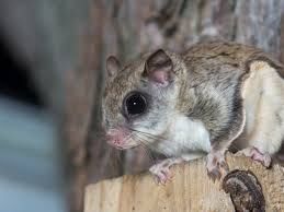 Flying Squirrel 