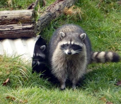 Mother Raccoon 