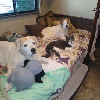 The 10 Best Dog Trainers In Jacksonville Fl With Free Estimates