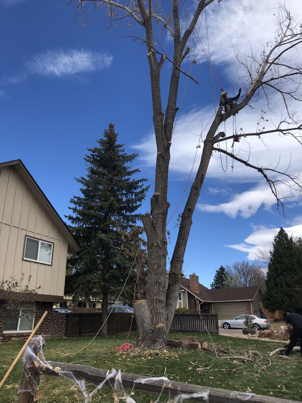 Tree Trimming and Removal