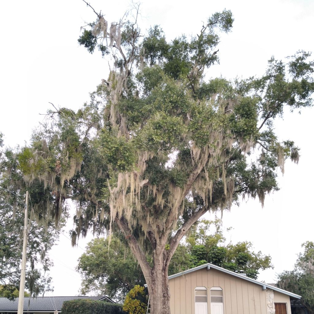 Tree service of central florida
