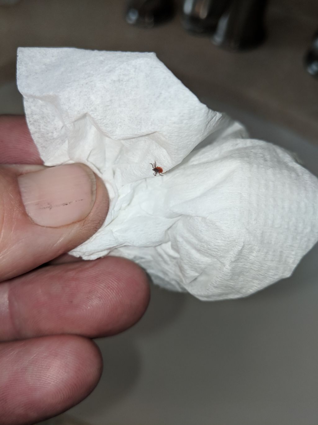 Black legged or deer tick  