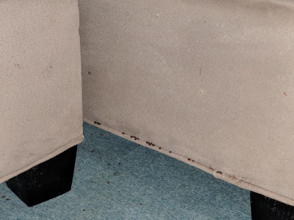 bed bugs on the piping of a couch 