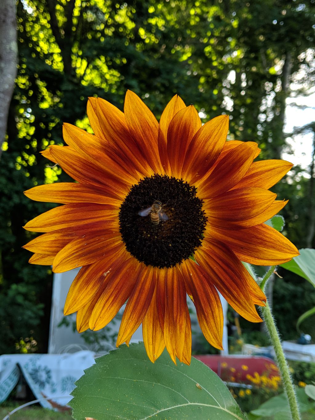 Protect the pollinators
