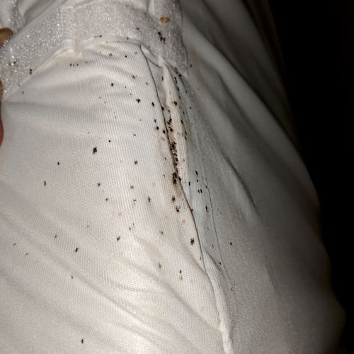 bed bug fecal staining 