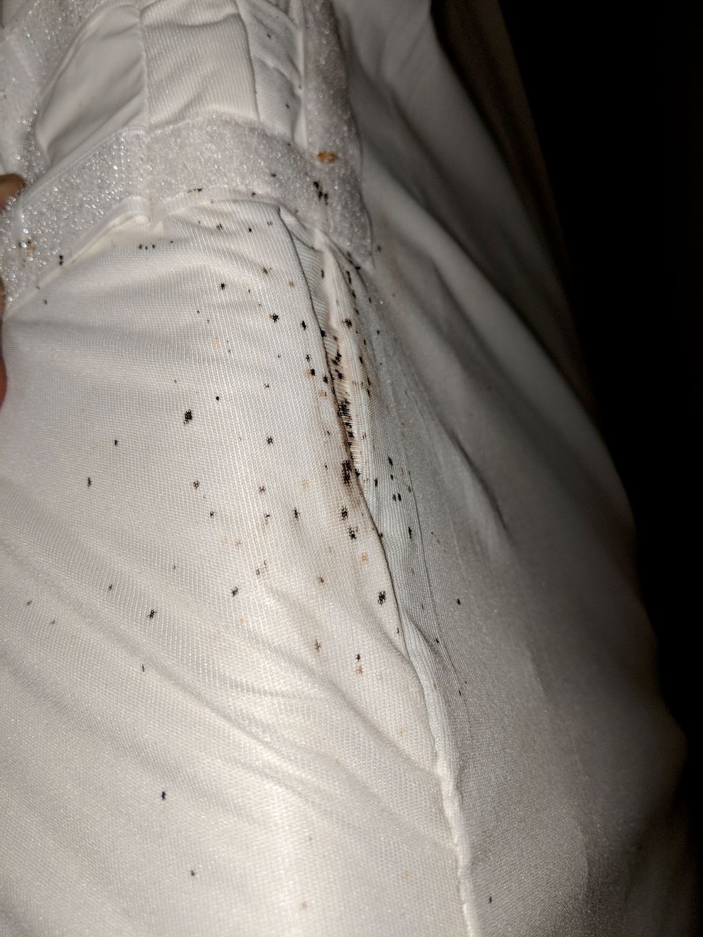 bed bug fecal staining 