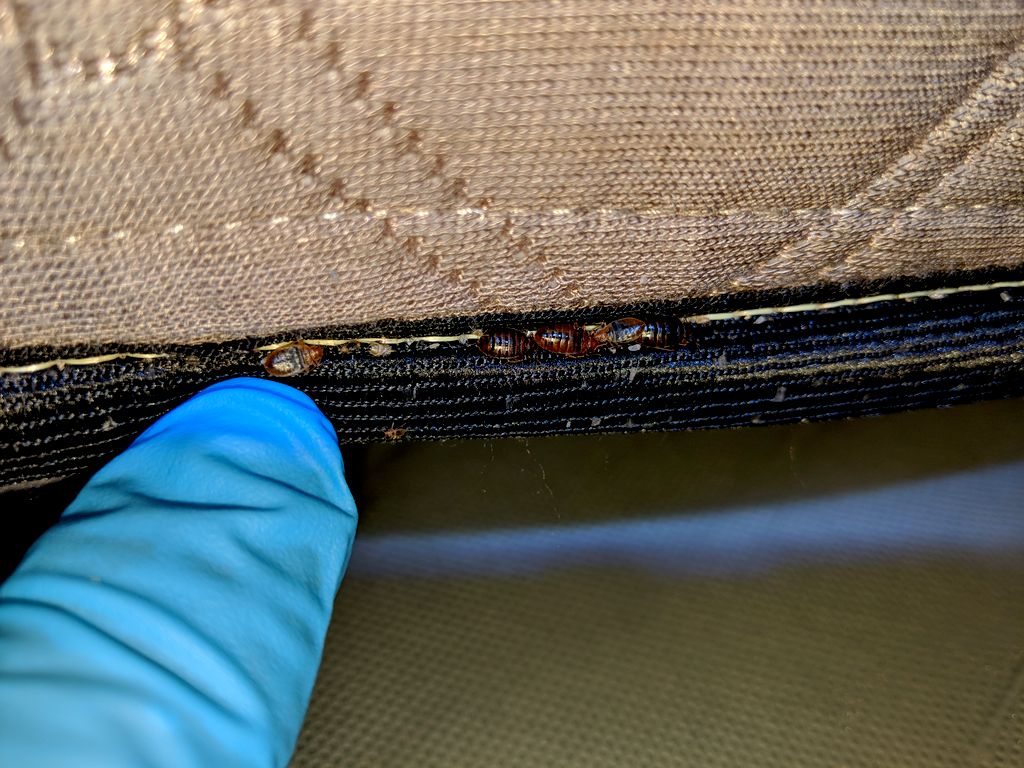 a favorite bed bug harborage spot, the piping of a