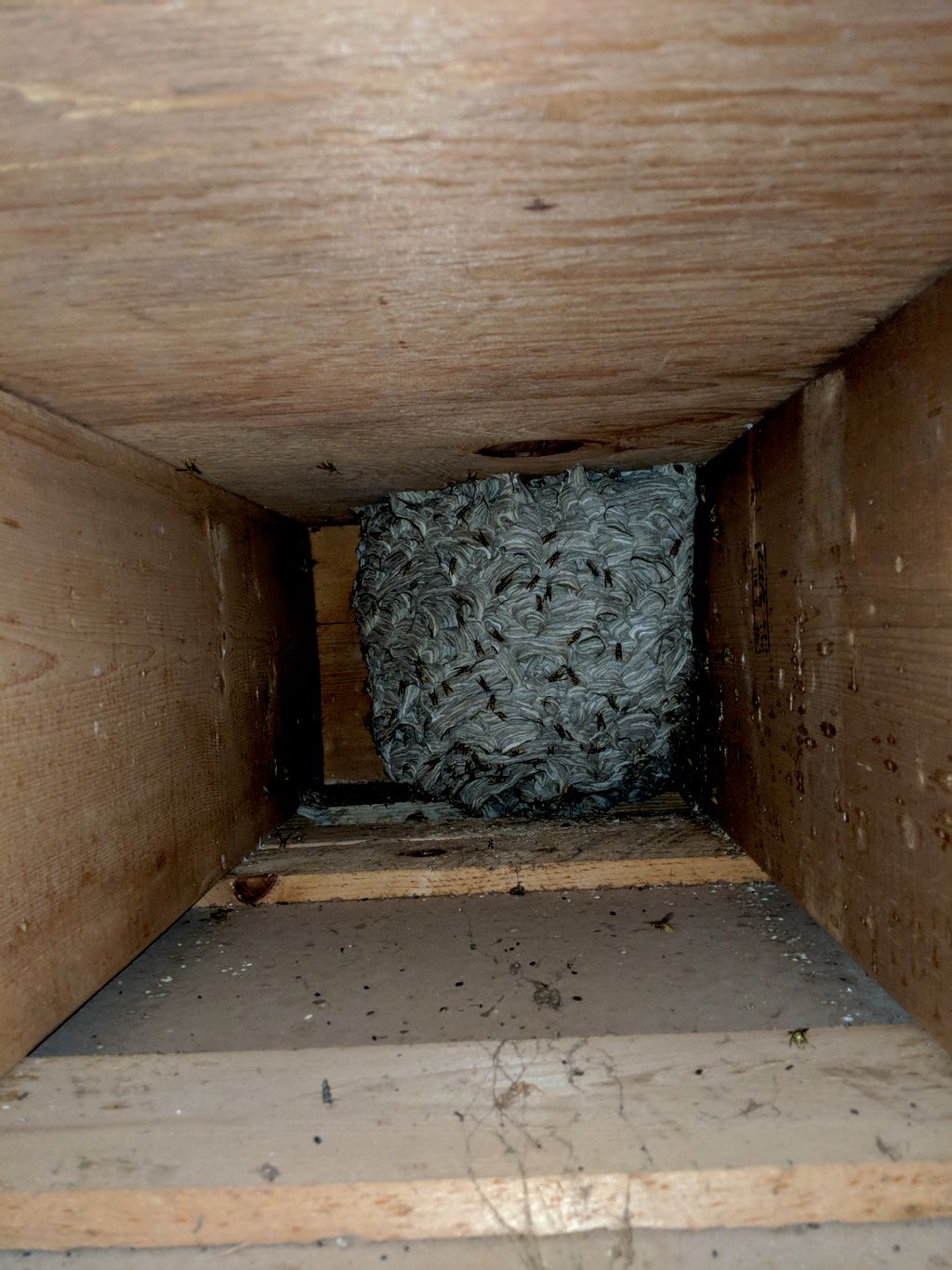 Yellow Jacket nest in joist bay  