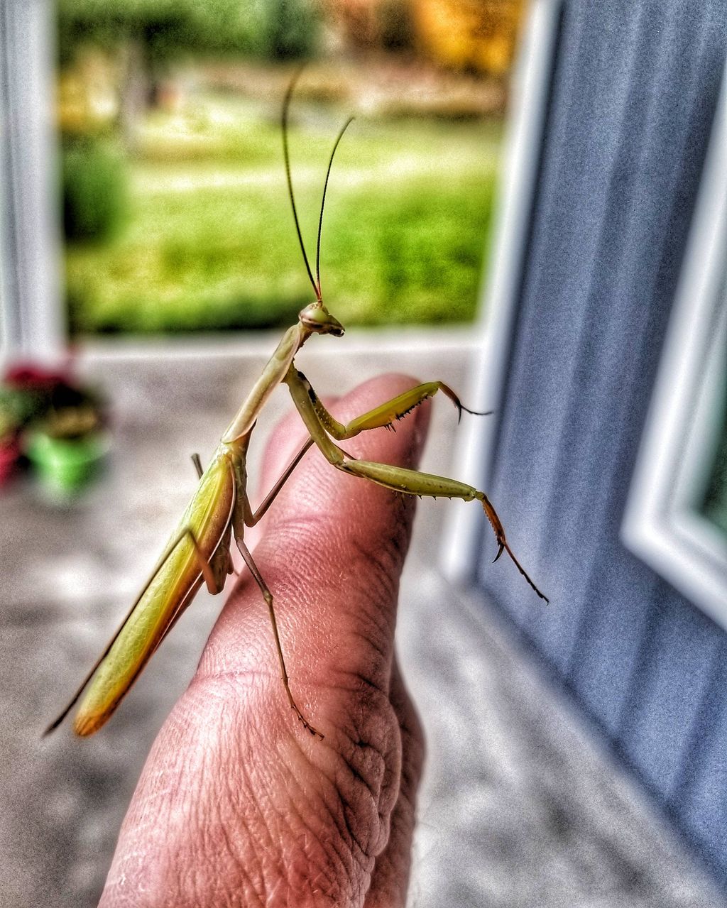 Not All Insects Are Pests