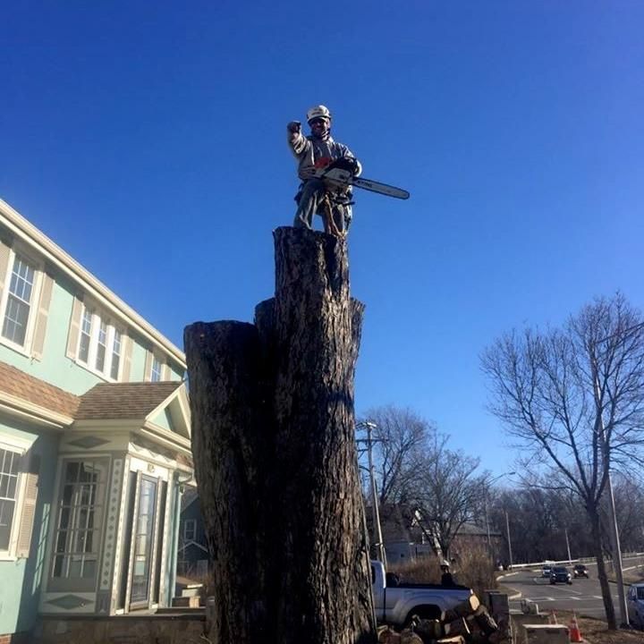 Up In the Air Tree Care